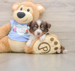 6 week old Mini Aussie Puppy For Sale - Puppy Love PR