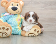 5 week old Mini Aussie Puppy For Sale - Puppy Love PR