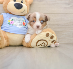 5 week old Mini Aussie Puppy For Sale - Puppy Love PR