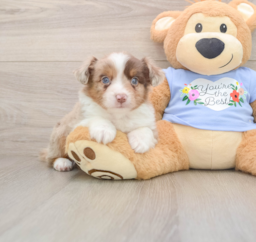 5 week old Mini Aussie Puppy For Sale - Puppy Love PR