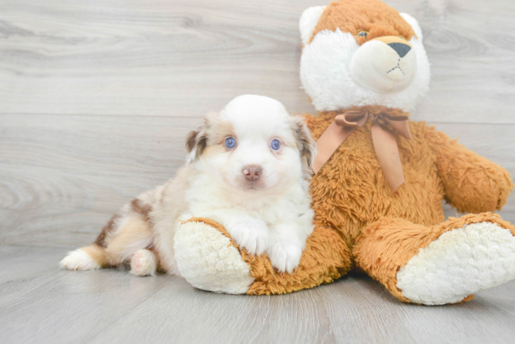 Meet Athena - our Mini Aussie Puppy Photo 1/3 - Puppy Love PR Mini Aussie Puppy for Adoption