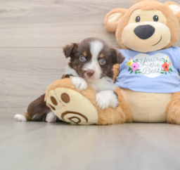 5 week old Mini Aussie Puppy For Sale - Puppy Love PR