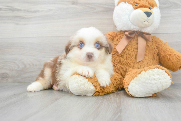 Meet Austin - our Mini Aussie Puppy Photo 1/3 - Puppy Love PR Popular Mini Aussie Purebred Pup