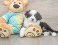 5 week old Mini Aussie Puppy For Sale - Puppy Love PR 5 week old Mini Aussie Puppy For Sale - Puppy Love PR