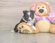 5 week old Mini Aussie Puppy For Sale - Puppy Love PR