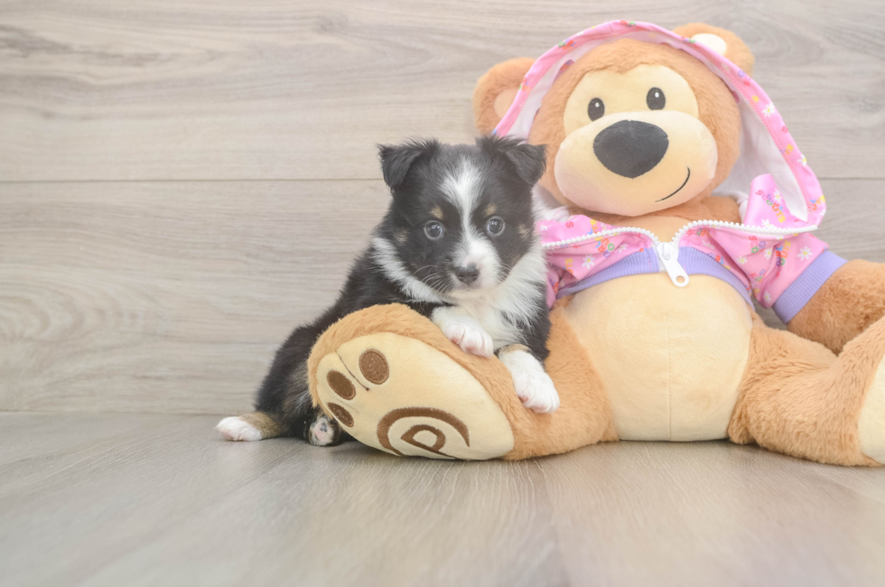 5 week old Mini Aussie Puppy For Sale - Puppy Love PR