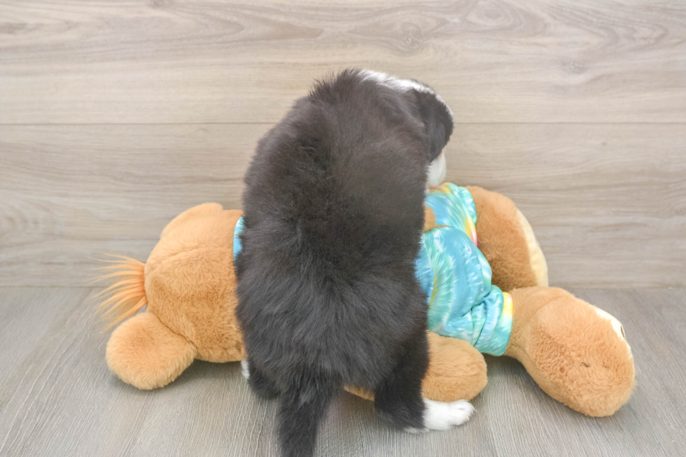 Best Mini Aussie Baby