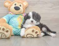 5 week old Mini Aussie Puppy For Sale - Puppy Love PR 5 week old Mini Aussie Puppy For Sale - Puppy Love PR