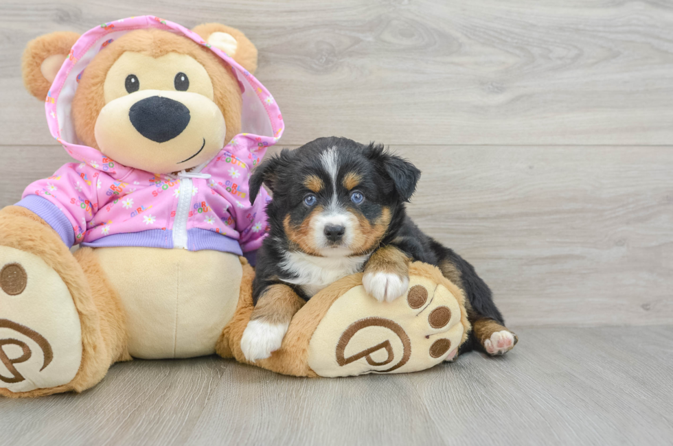 5 week old Mini Aussie Puppy For Sale - Puppy Love PR