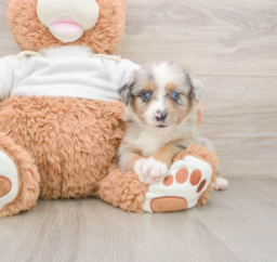 6 week old Mini Aussie Puppy For Sale - Puppy Love PR