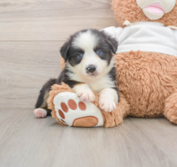 6 week old Mini Aussie Puppy For Sale - Puppy Love PR