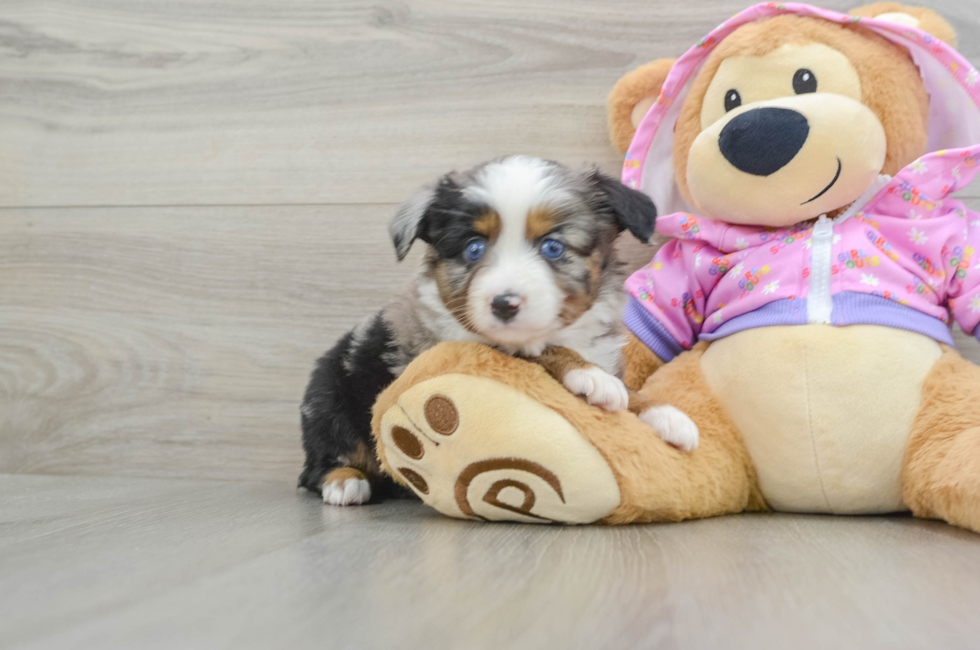 6 week old Mini Aussie Puppy For Sale - Puppy Love PR