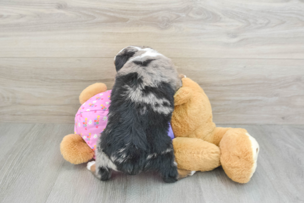 Friendly Mini Aussie Purebred Pup