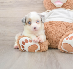 6 week old Mini Aussie Puppy For Sale - Puppy Love PR
