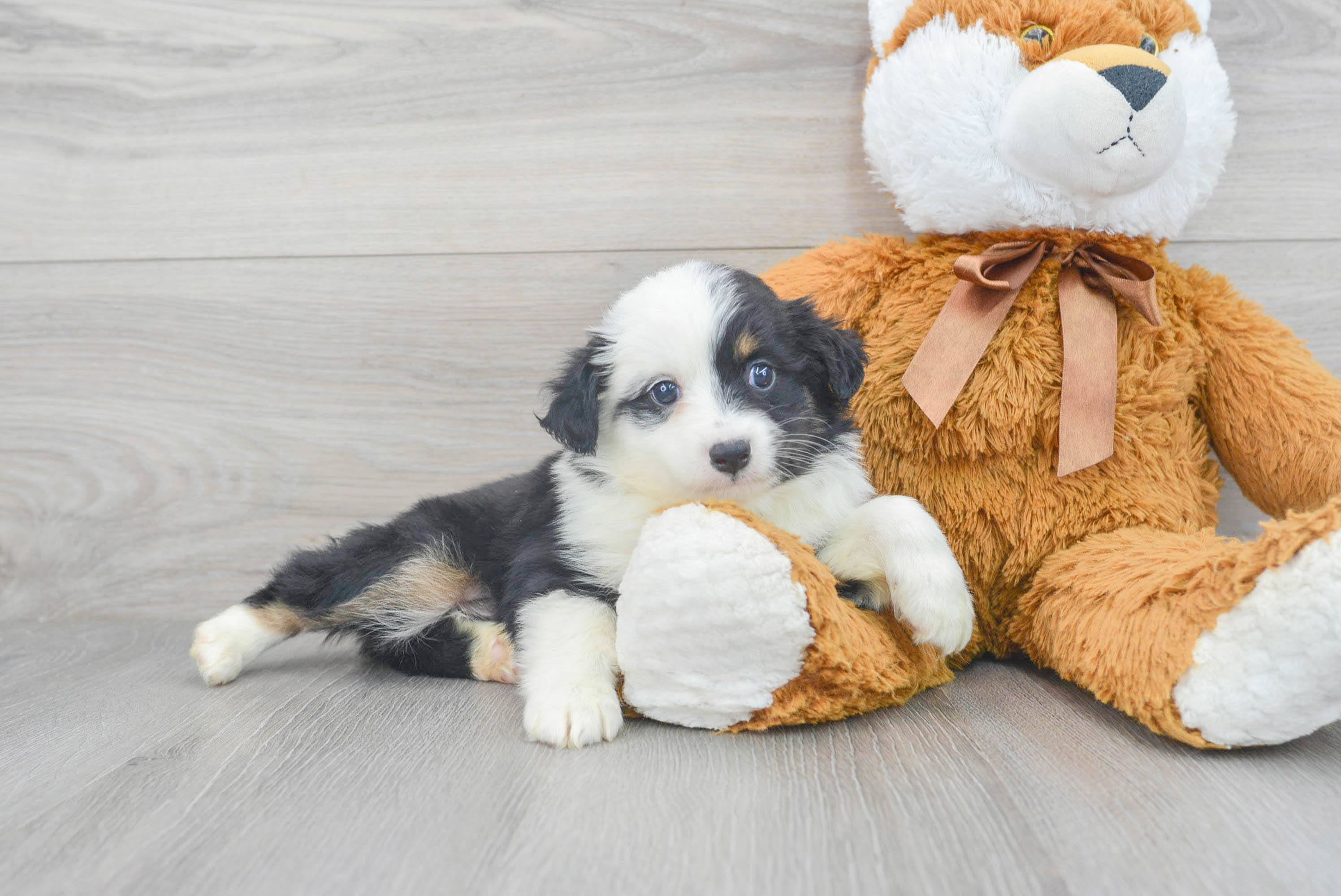 Mini Aussie Pup Being Cute