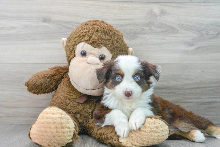 Meet Kelty - our Mini Aussie Puppy Photo 1/3 - Puppy Love PR Best Mini Aussie Baby