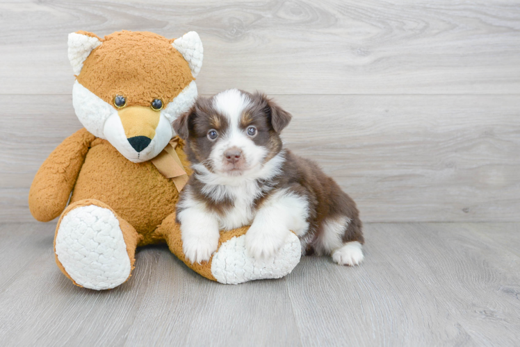 Meet Kova - our Mini Aussie Puppy Photo 1/3 - Puppy Love PR Best Mini Aussie Baby