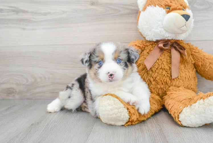 Fluffy Miniature Austrailian Shepherd Purebred Puppy