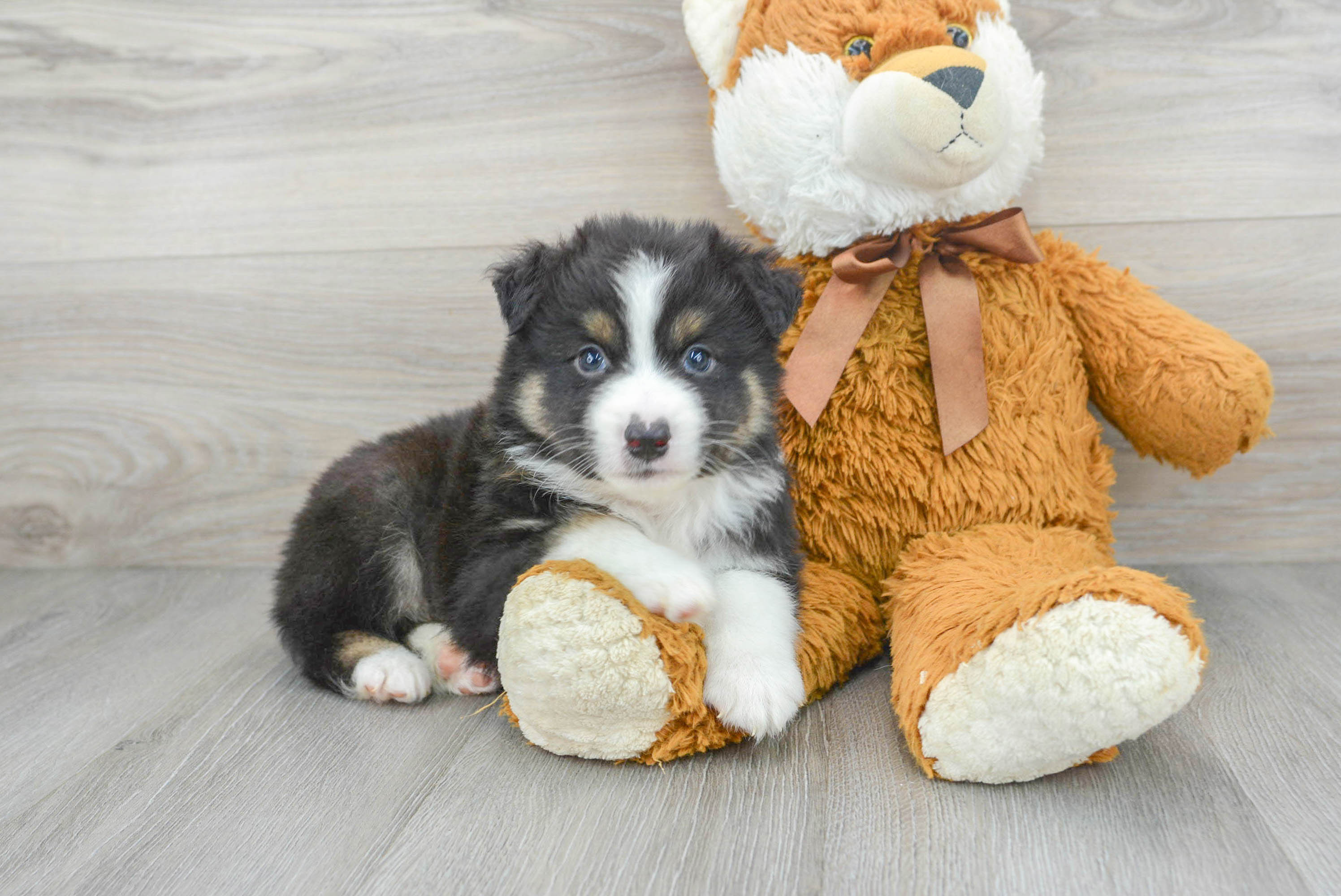Mini Aussie Puppy for Adoption