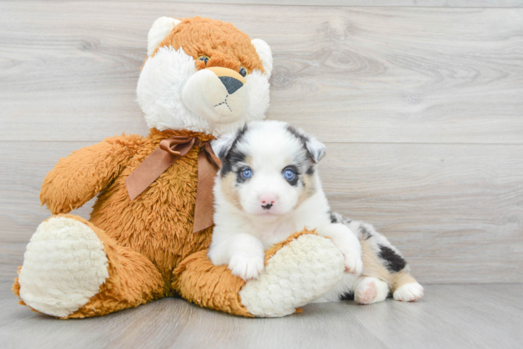 Meet Maybelline - our Mini Aussie Puppy Photo 1/3 - Puppy Love PR Best Mini Aussie Baby