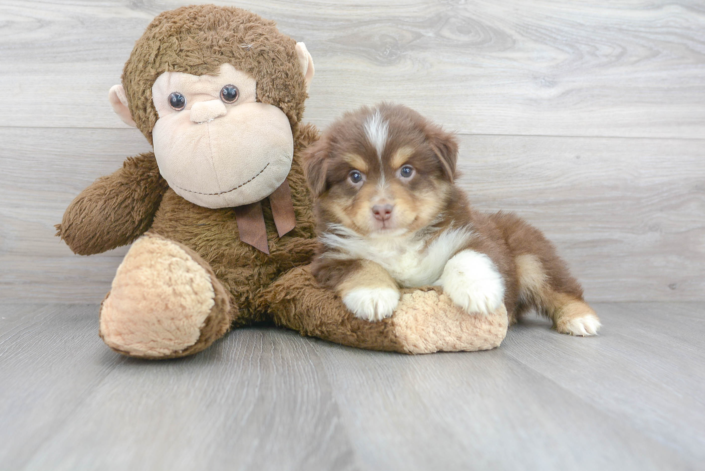 Best Mini Aussie Baby