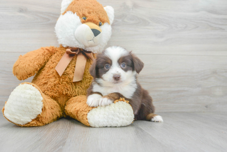 Meet Ritz - our Mini Aussie Puppy Photo 1/3 - Puppy Love PR Best Mini Aussie Baby