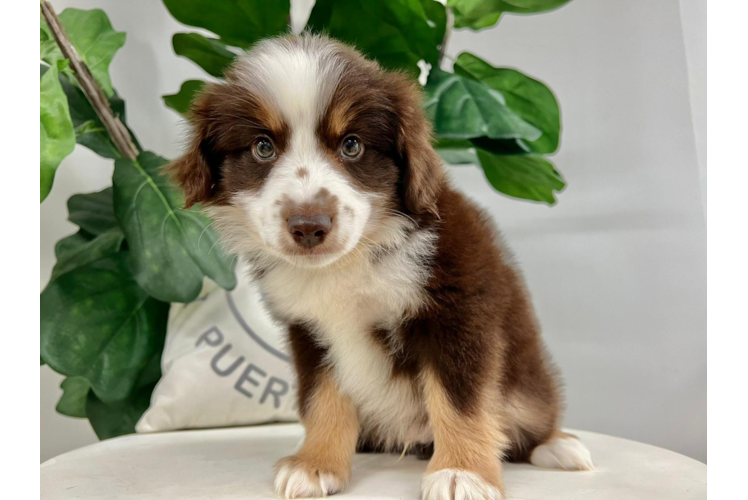 Meet Roush - our Mini Aussie Puppy Photo 1/5 - Puppy Love PR Mini Aussie Puppy for Adoption