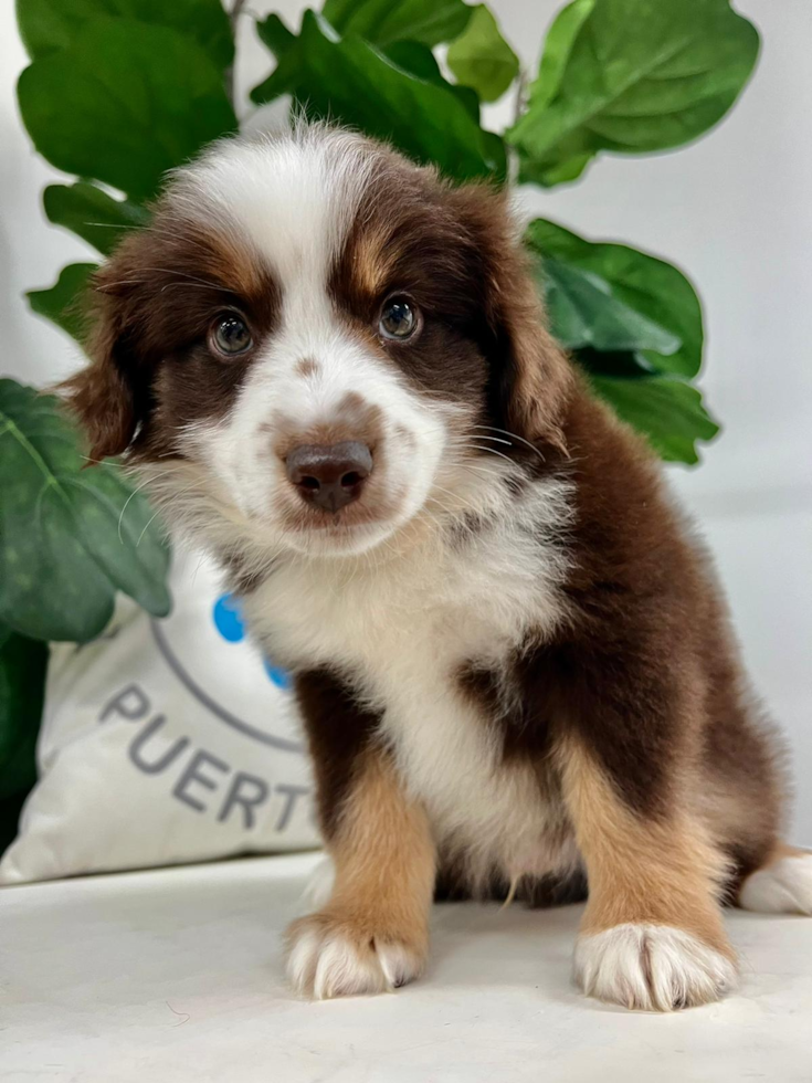 Cute Miniature Austrailian Shepherd Purebred Puppy