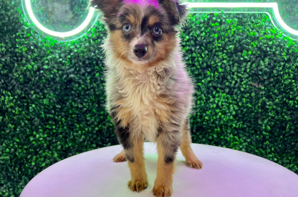 pomeranian mini aussie mix