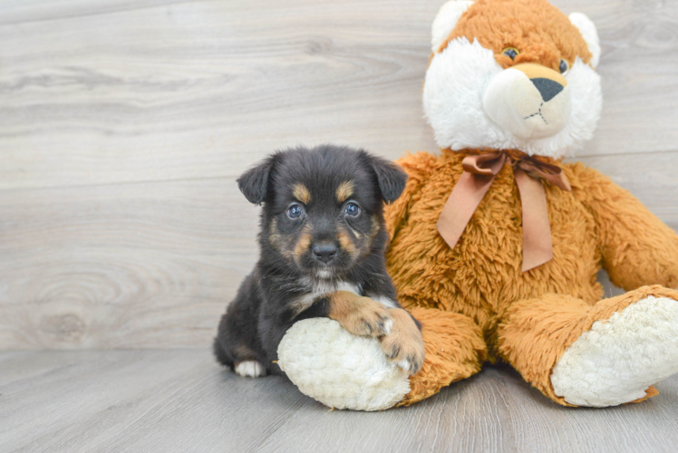 Meet Toto - our Mini Aussie Puppy Photo 1/3 - Puppy Love PR Mini Aussie Puppy for Adoption
