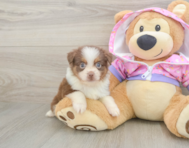 5 week old Mini Aussie Puppy For Sale - Puppy Love PR