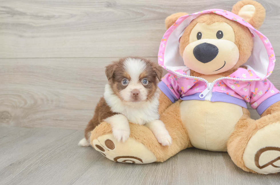 5 week old Mini Aussie Puppy For Sale - Puppy Love PR