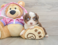 5 week old Mini Aussie Puppy For Sale - Puppy Love PR