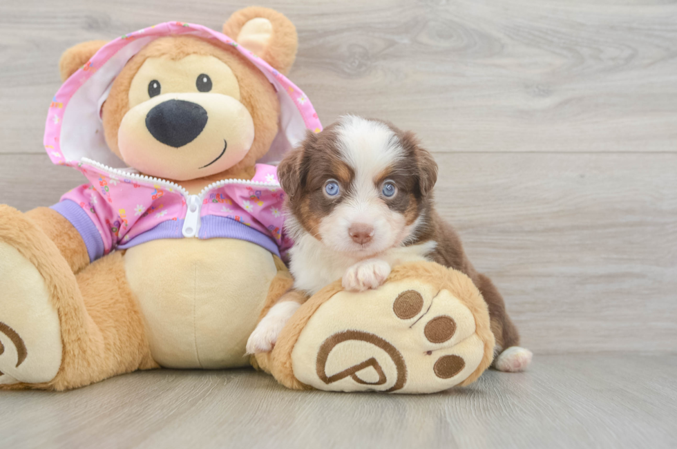 5 week old Mini Aussie Puppy For Sale - Puppy Love PR