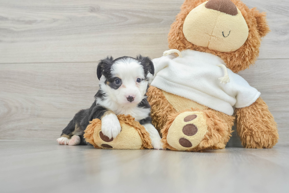 Best Mini Aussie Baby