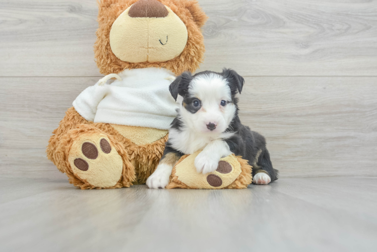 Meet Vogue - our Mini Aussie Puppy Photo 1/3 - Puppy Love PR Mini Aussie Pup Being Cute