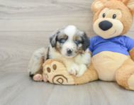 6 week old Mini Aussie Puppy For Sale - Puppy Love PR