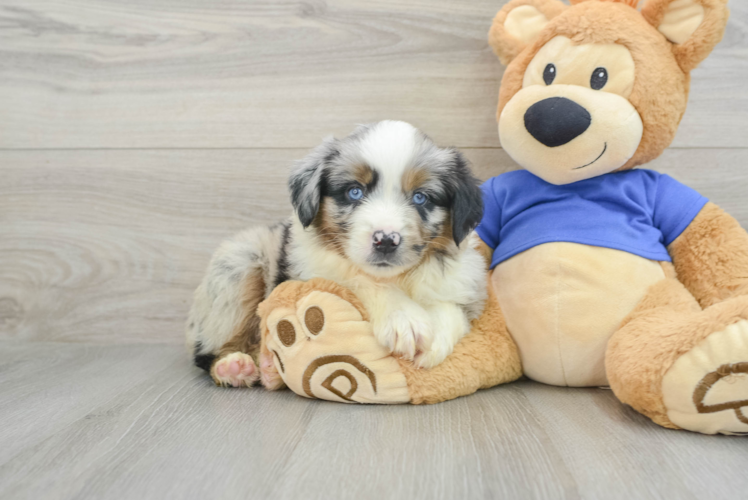 Meet Waldo - our Mini Aussie Puppy Photo 1/3 - Puppy Love PR Popular Mini Aussie Purebred Pup