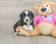 5 week old Mini Aussie Puppy For Sale - Puppy Love PR