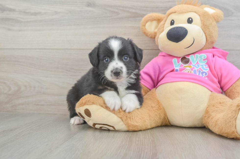 5 week old Mini Aussie Puppy For Sale - Puppy Love PR