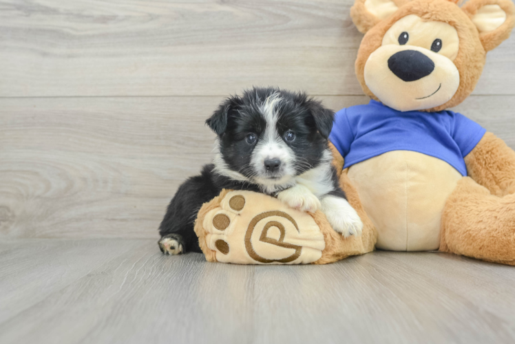 Meet Weasley - our Mini Aussie Puppy Photo 1/3 - Puppy Love PR Hypoallergenic Mini Aussie Purebred Pup