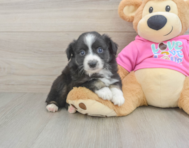 5 week old Mini Aussie Puppy For Sale - Puppy Love PR