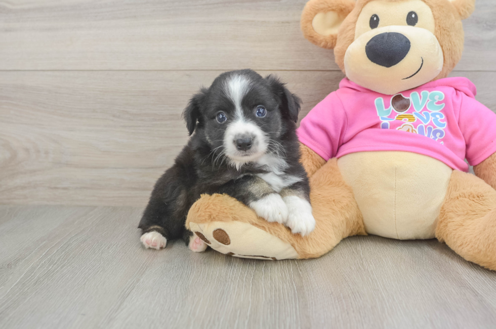 5 week old Mini Aussie Puppy For Sale - Puppy Love PR