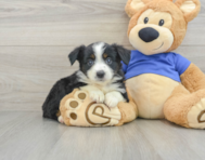 6 week old Mini Aussie Puppy For Sale - Puppy Love PR