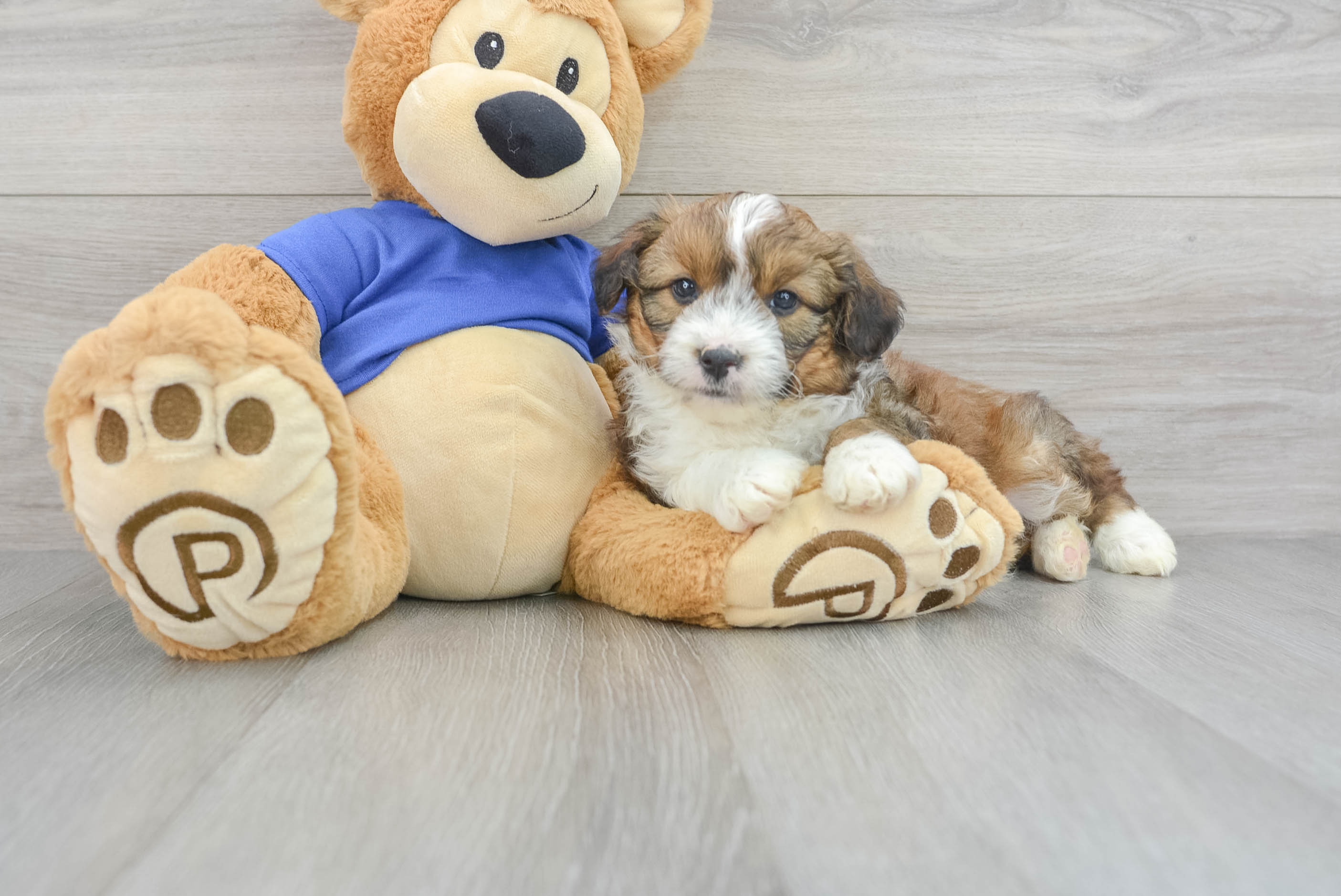 Mini Aussiedoodle Pup Being Cute