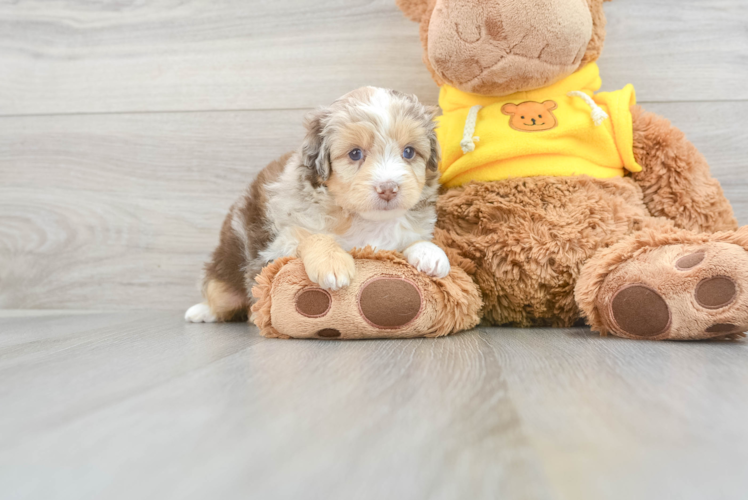 Meet Aladdin - our Mini Aussiedoodle Puppy Photo 1/3 - Puppy Love PR Happy Mini Aussiedoodle Baby