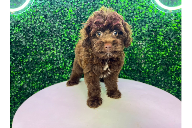 Cute Aussie Poo Poodle Mix Puppy