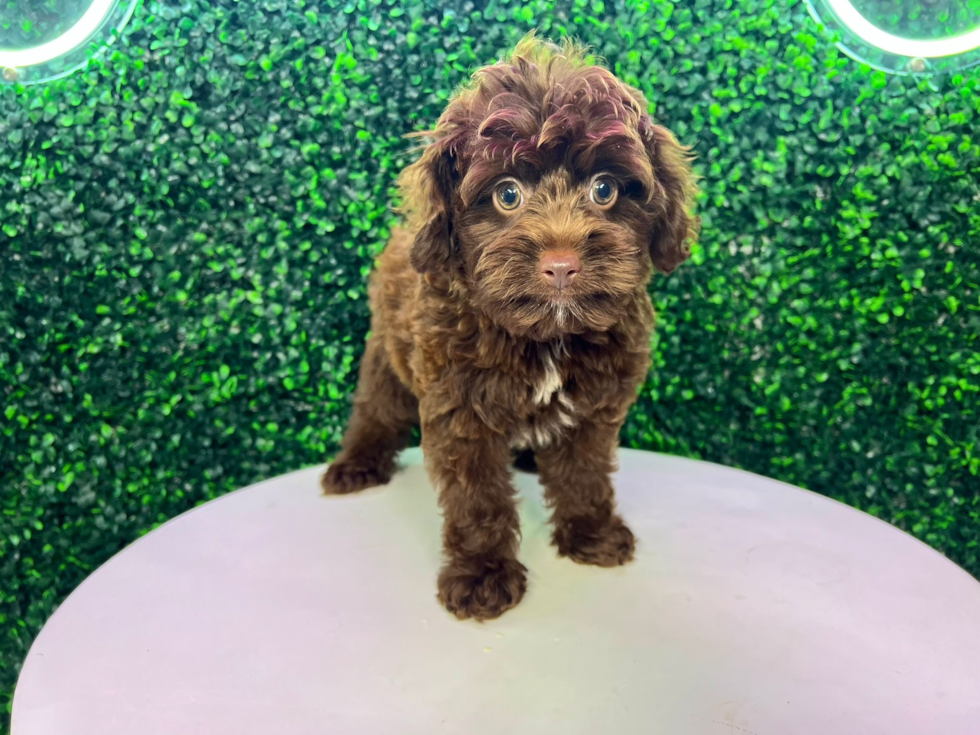 Cute Aussie Poo Poodle Mix Puppy