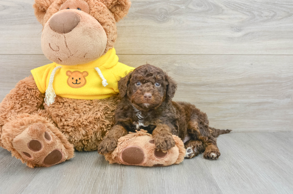 7 week old Mini Aussiedoodle Puppy For Sale - Puppy Love PR