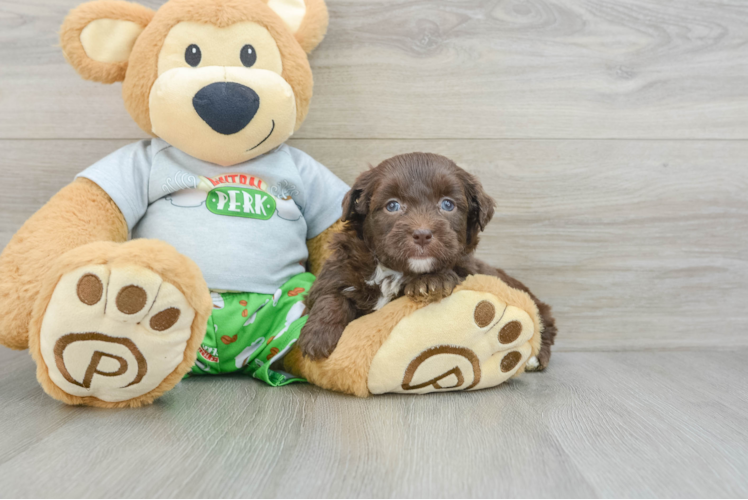 Best Mini Aussiedoodle Baby